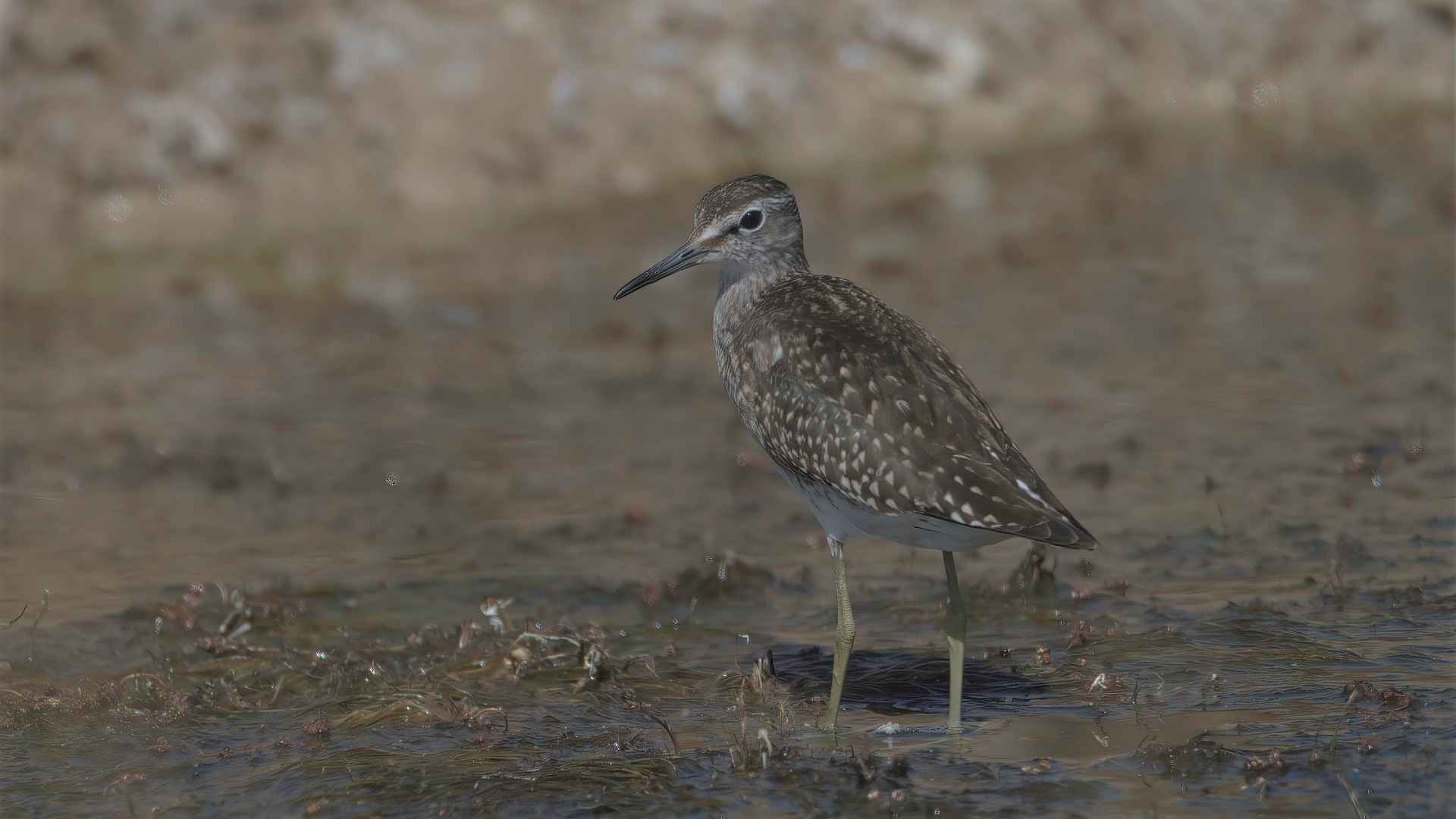 Wood Sandpiper